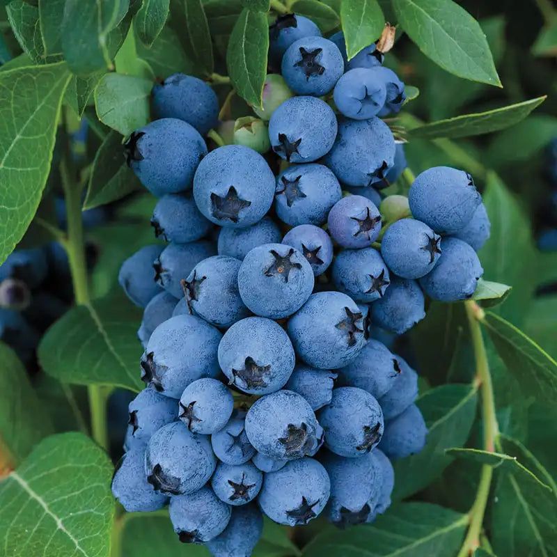 Blueberry (Southern Highbush)