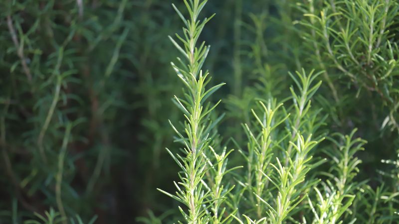 Rosemary
