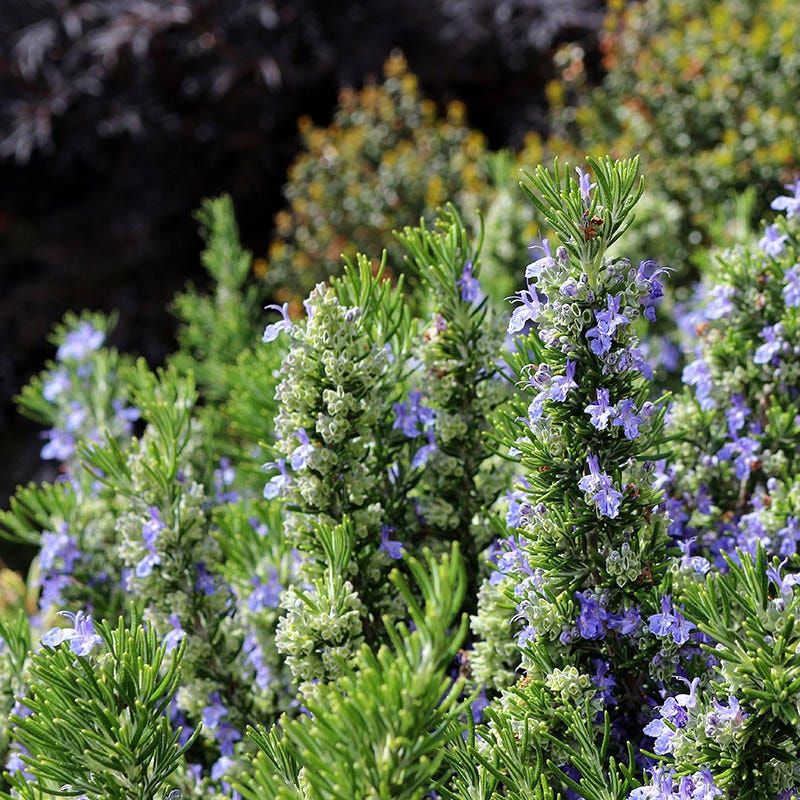 Rosemary Rosemary
