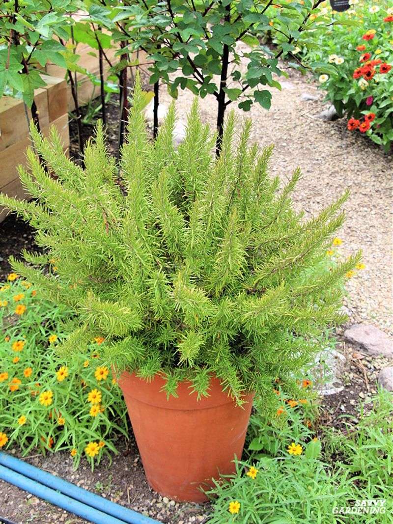 Rosemary earns a place on many Texas patios without promising tick protection