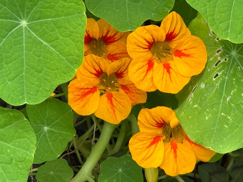 Nasturtiums