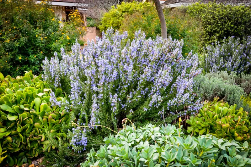 Rosemary Rosemary
