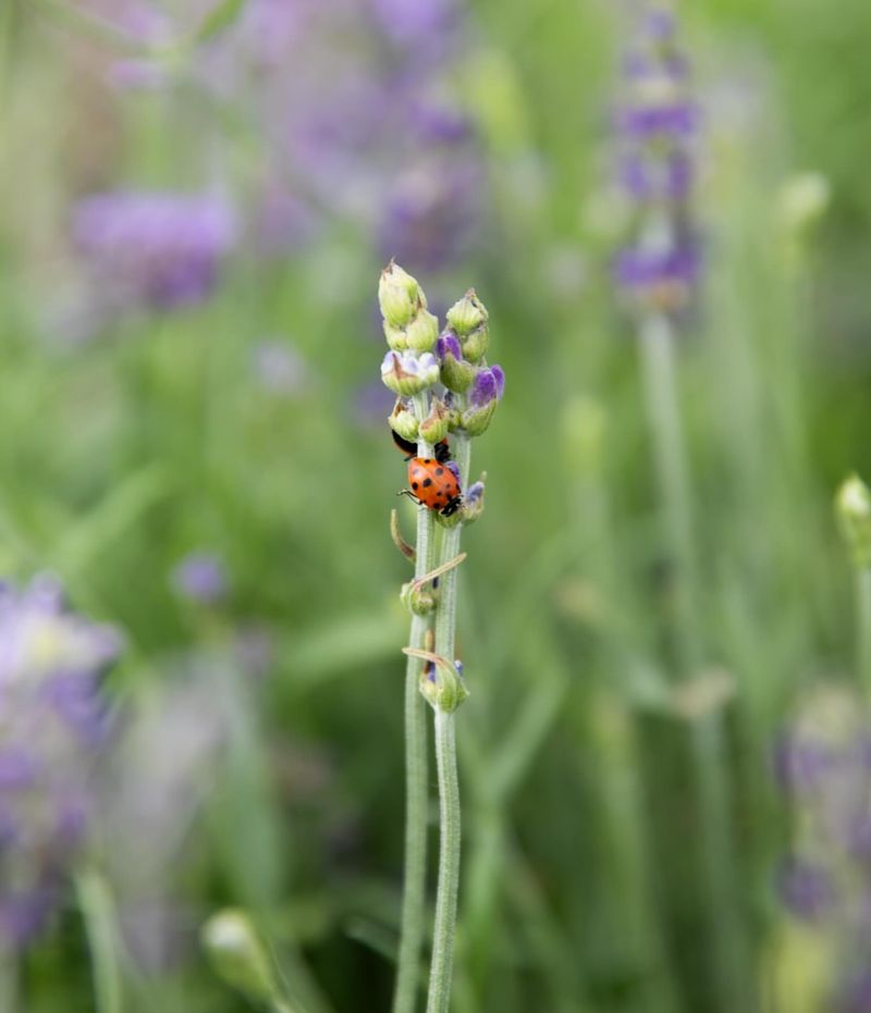 Keep Aphids and Pests in Check