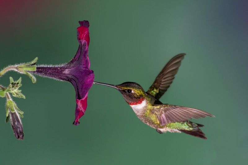 Ruby-throated Hummingbird Ruby-throated Hummingbird