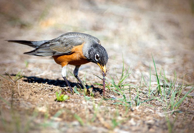 American Robin