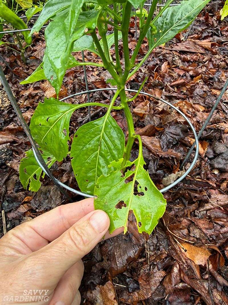 Rule out disease, pests, and look-alike problems