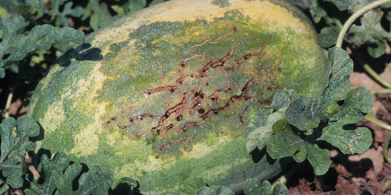Rule out diseases and pollination problems