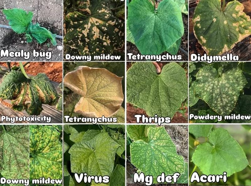 Rule out pests, disease, and root-zone problems