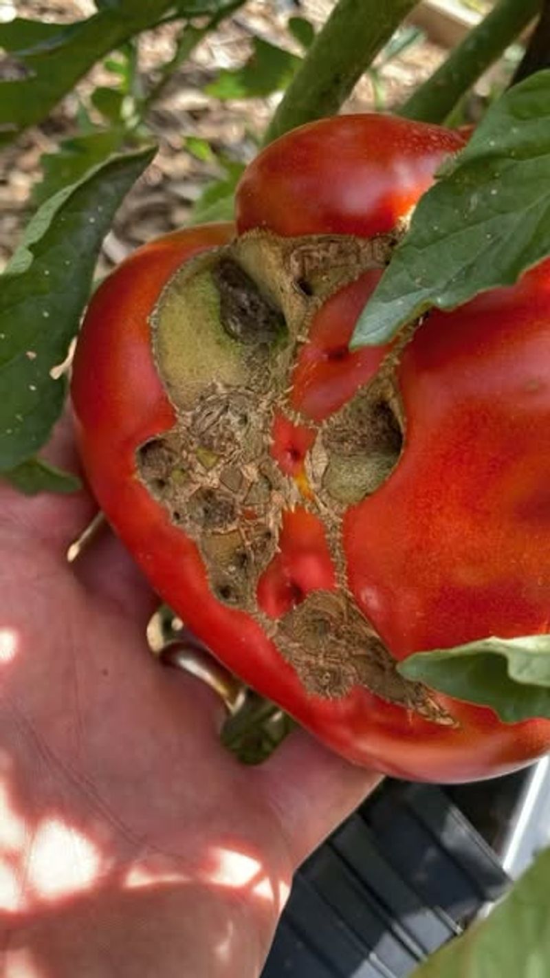 Rule out sunscald, blossom-end rot, and other damage Rule out sunscald, blossom-end rot, and other damage