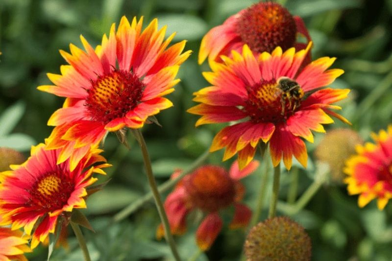 Blanket Flower (Gaillardia)