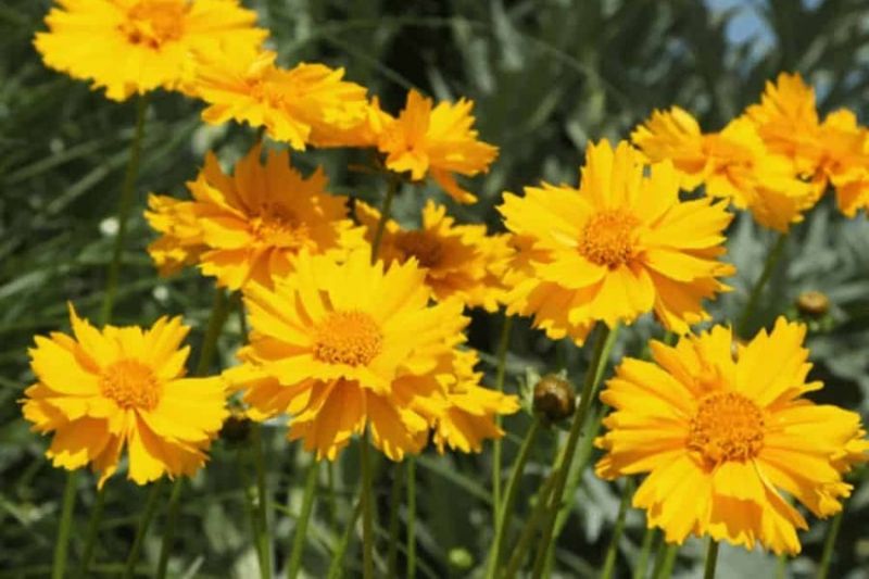 Coreopsis (Tickseed)