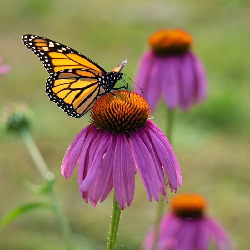 Coneflower