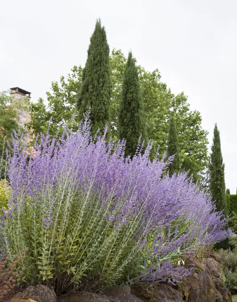 Russian Sage Russian Sage