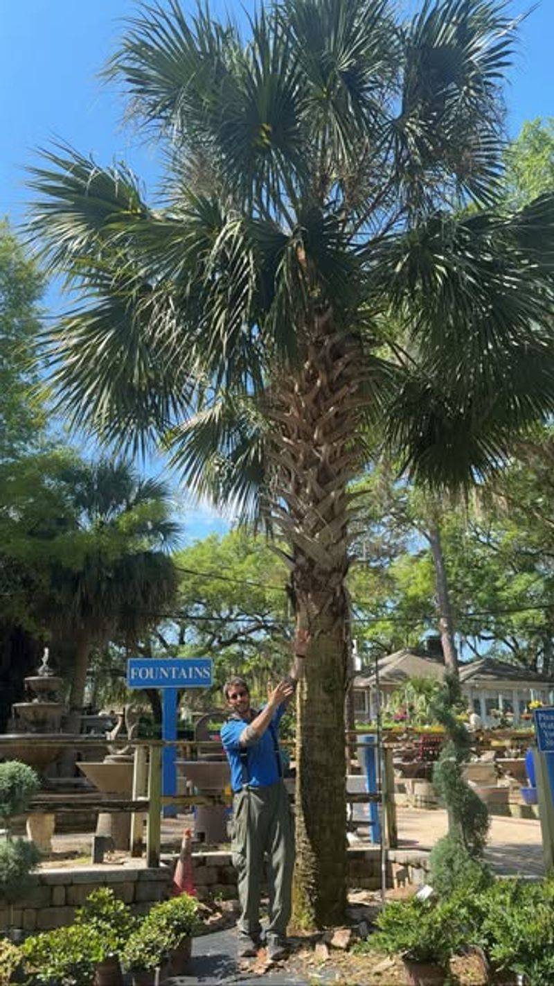 Sabal Palm Nursery