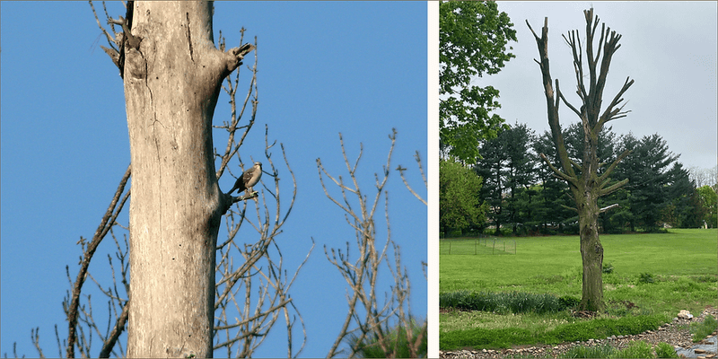 Safety Decides Which Habitat Features Stay Safety Decides Which Habitat Features Stay