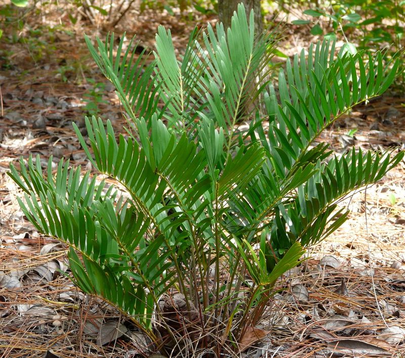Sago palm swapped for coontie
