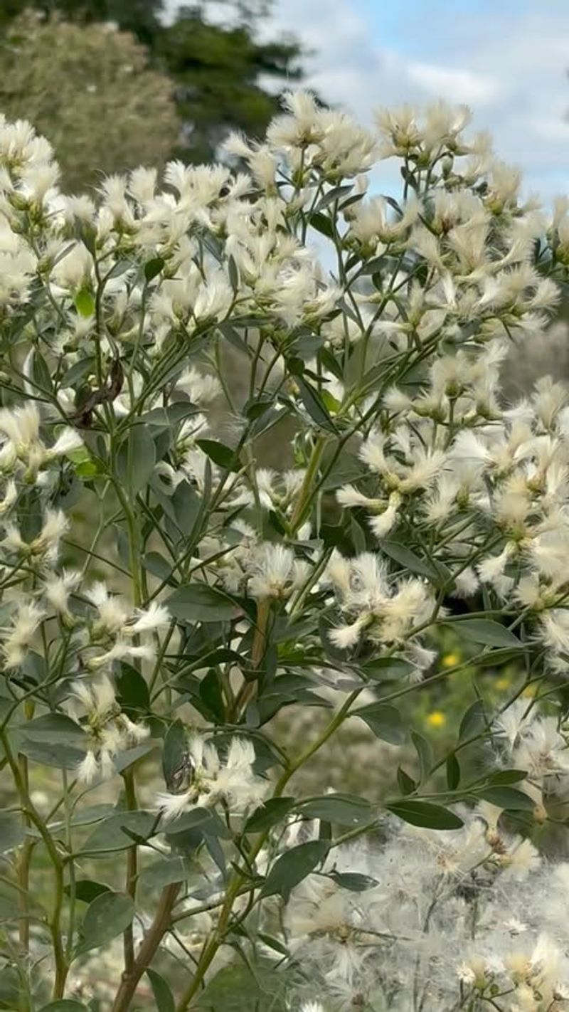 Saltbush