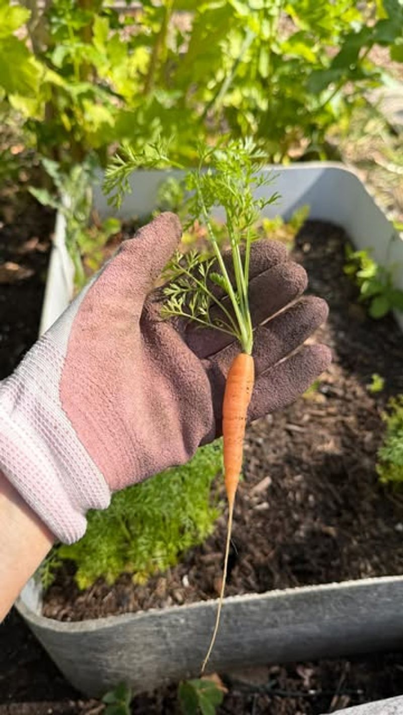 Salvage sound carrots and improve the next sowing Salvage sound carrots and improve the next sowing