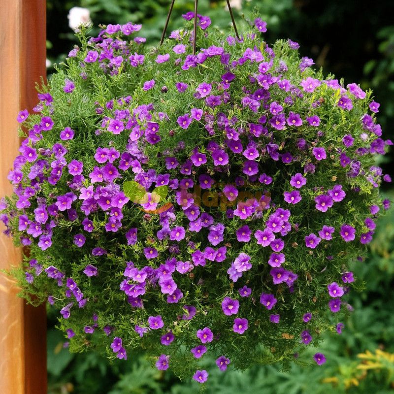 Petunia's Cousin: Nierembergia (Cupflower)