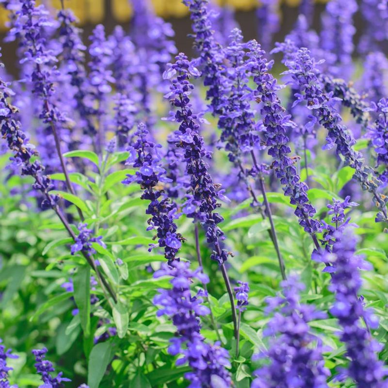 Salvia Salvia