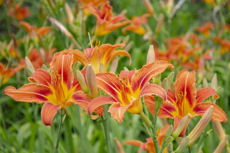 Daylily (Hemerocallis)