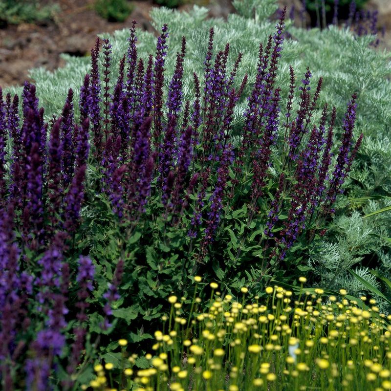 Salvia (Perennial Sage) Salvia (Perennial Sage)