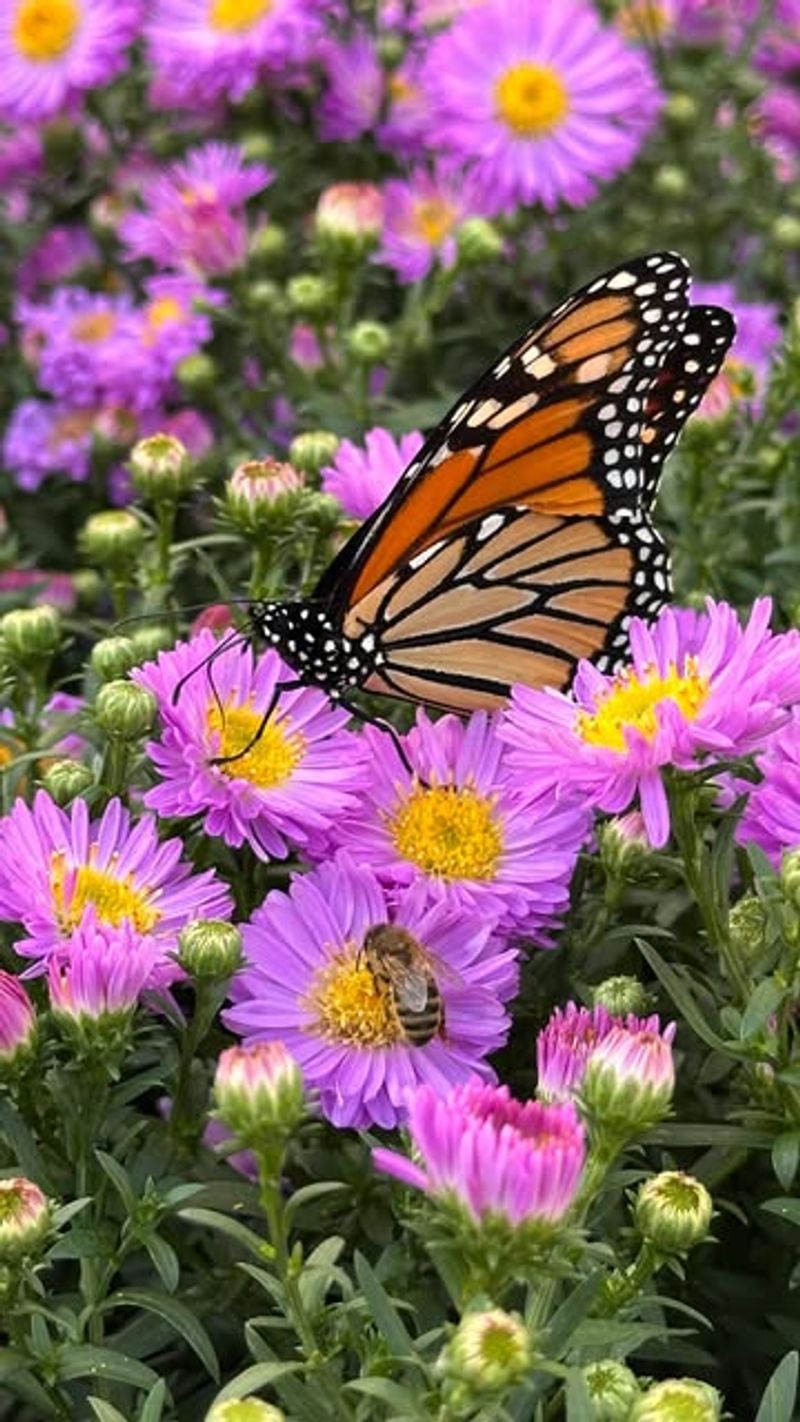 Aster