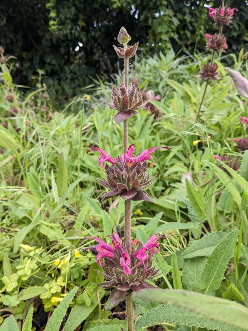 Salvia (Salvia species)