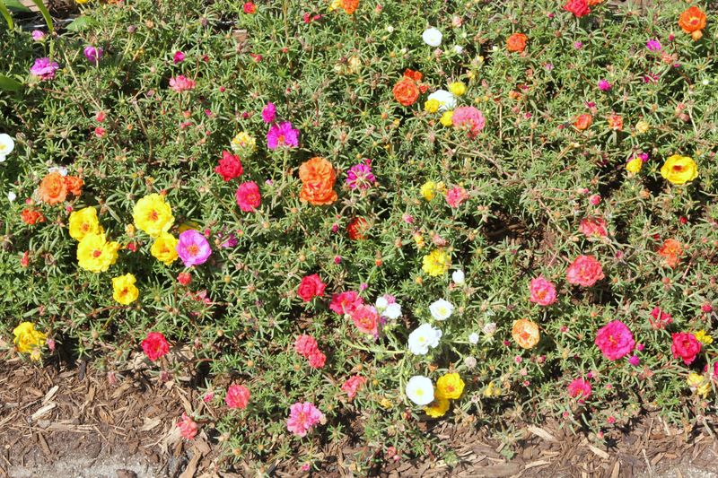 Portulaca
