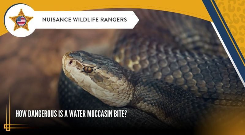Sap exposure and cottonmouth bites require different responses