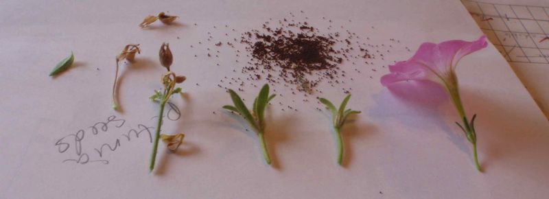 Save Selected Flowers for Seed Save Selected Flowers for Seed