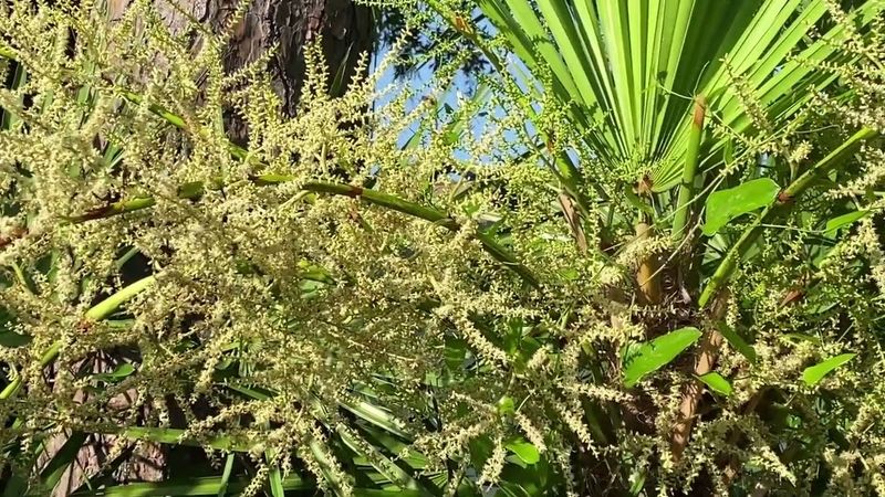 Saw Palmetto
