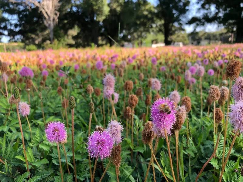 Native Groundcovers (Frogfruit and Sunshine Mimosa)