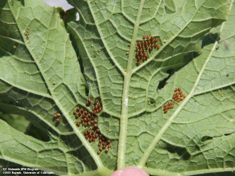 Scout squash leaves for eggs, nymphs, and adults Scout squash leaves for eggs, nymphs, and adults