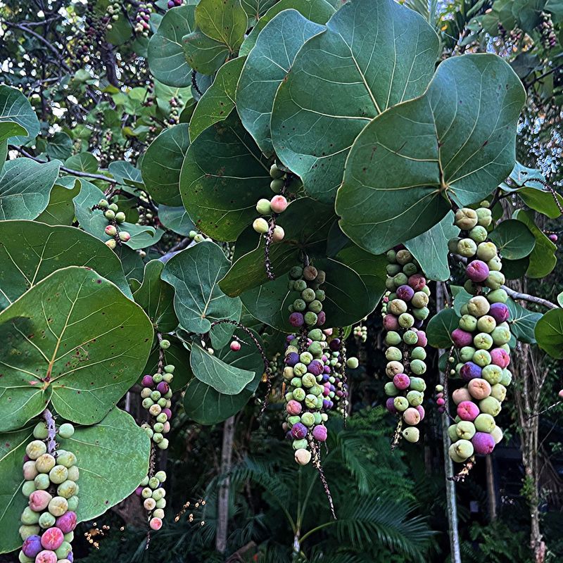 Sea Grape