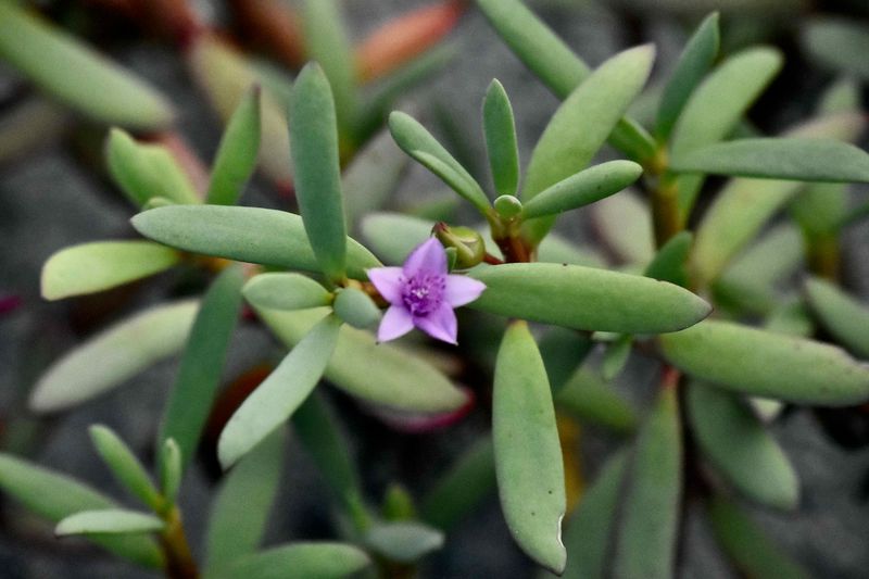 Sea Purslane