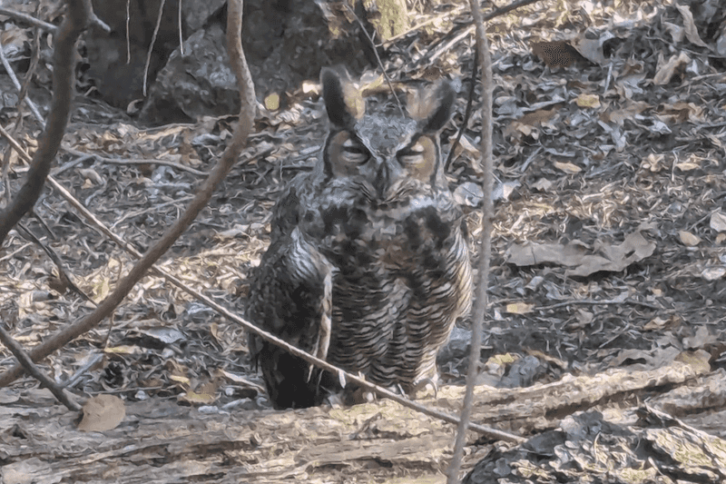 Why rodent poison can turn an owl-friendly yard into a wildlife hazard