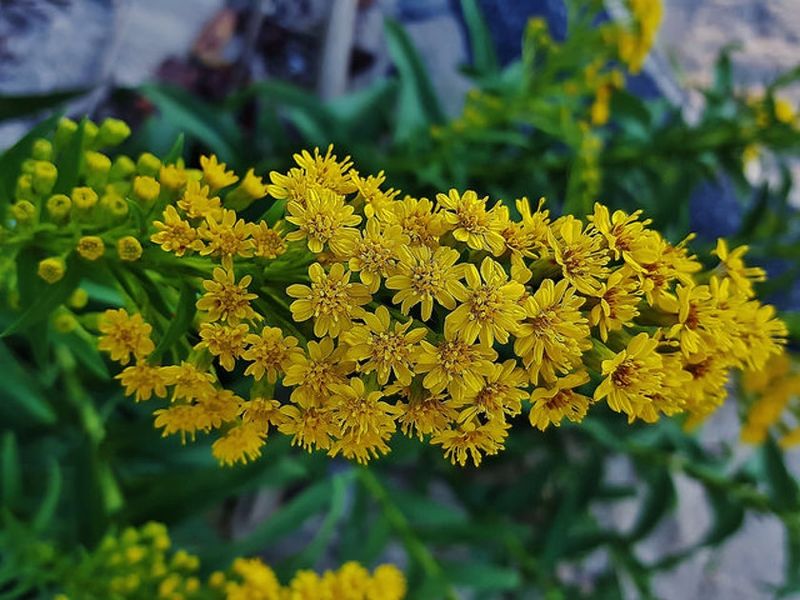 Seaside Goldenrod