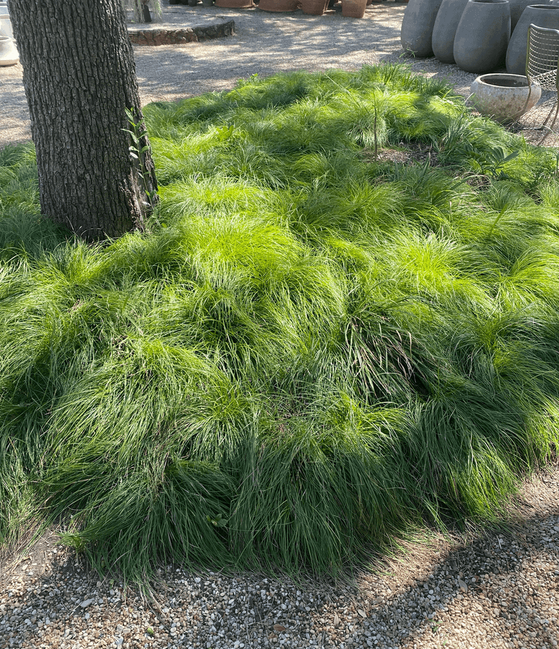 Sedges (Carex texensis and Carex perdentata)