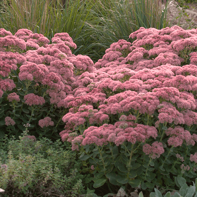 Sedum 'Autumn Joy' Sedum 'Autumn Joy'