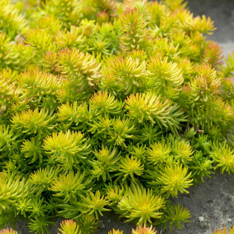 Sedum (Stonecrop)