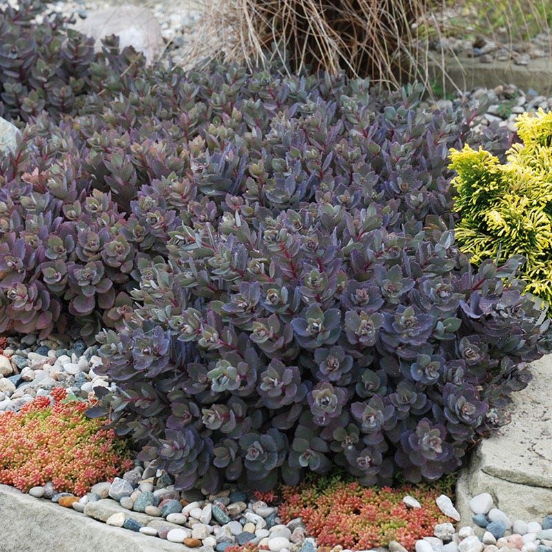 Sedum (Stonecrop)