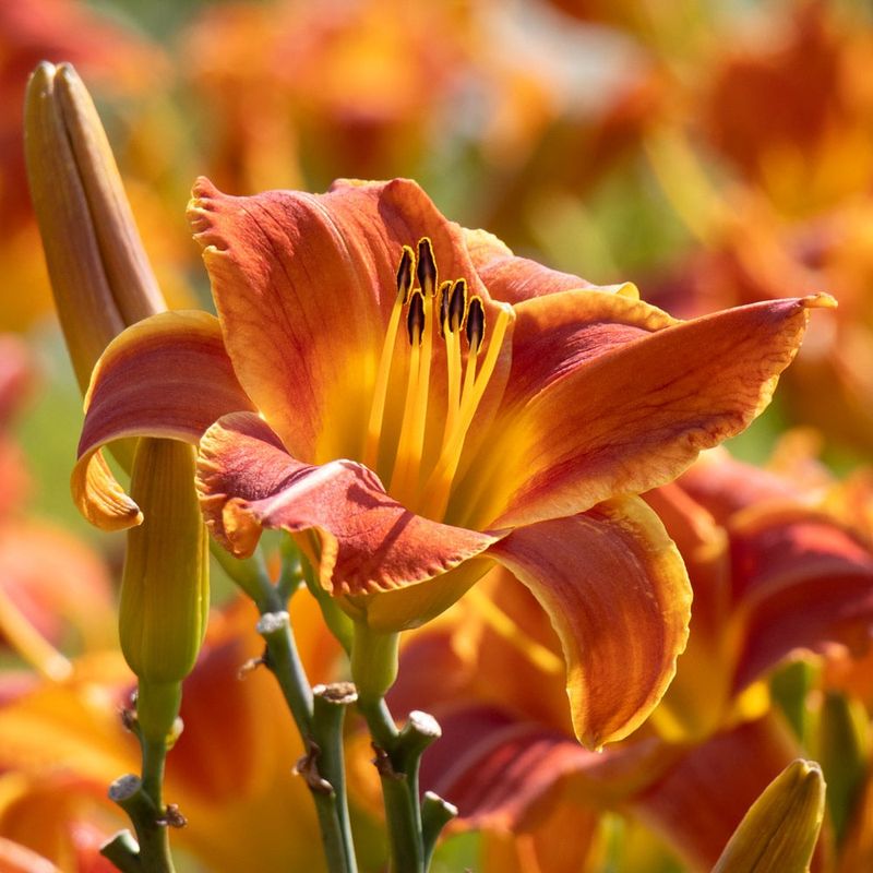 Daylily (Hemerocallis)
