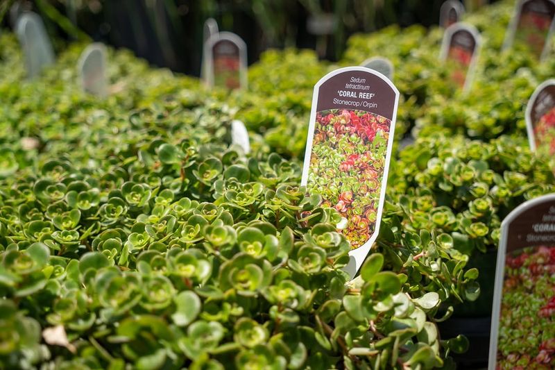 Sedum and Ice Plant Groundcovers
