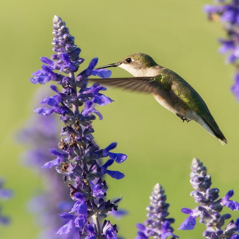 Salvia (Perennial Sage)