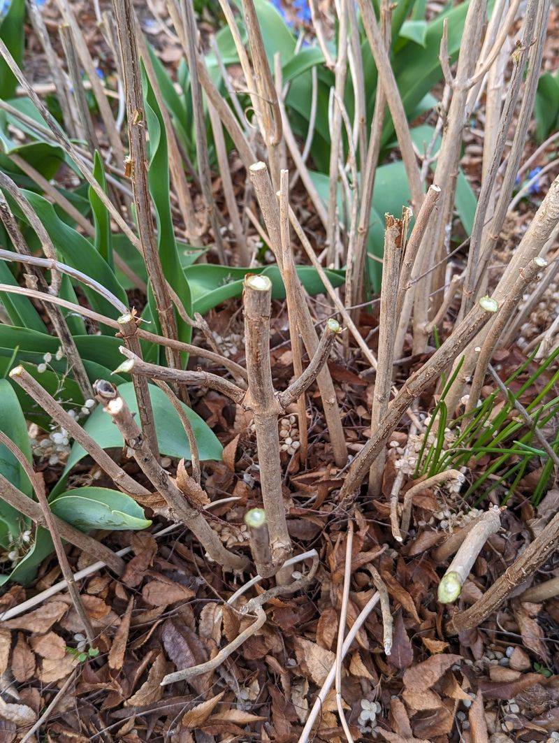 See how a dormant-season cutback removes flower buds See how a dormant-season cutback removes flower buds