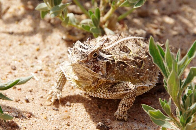 Seeing A Horned Lizard In Your Texas Yard After Years Away Carries Real Meaning