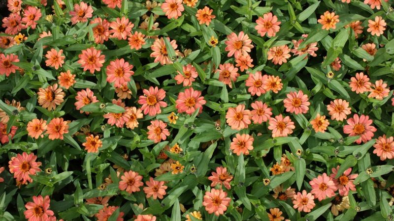 Select Cultivars With Humidity and Disease in Mind Select Cultivars With Humidity and Disease in Mind