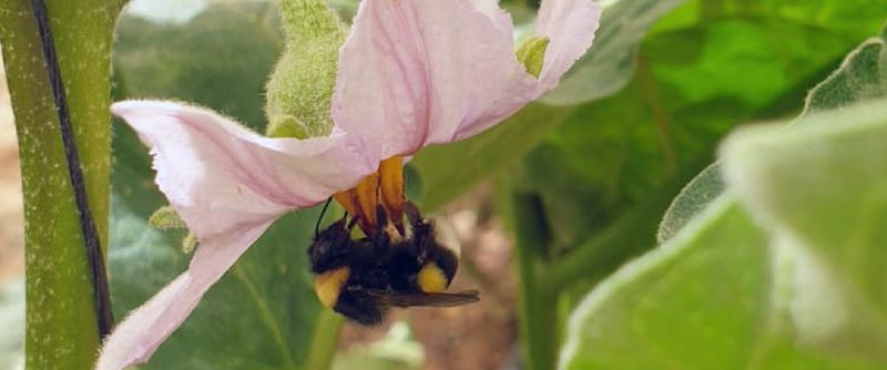 Self-fertile flowers still need pollen to move
