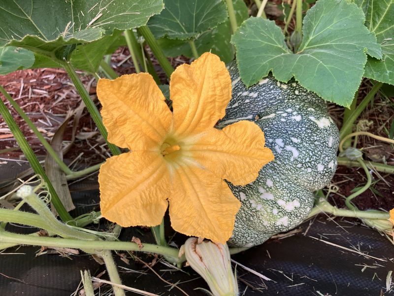Seminole Pumpkin